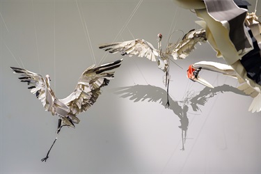 Anna-Wili Highfield: Mating Dance - Installation Image 2